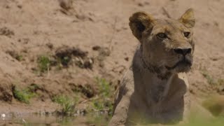 Behind the Scenes  Ruaha [upl. by Nayarb483]