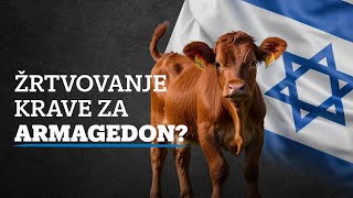 Žrtvovanje krave za Armagedon [upl. by Boy763]