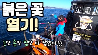 바다낚시quot 붉은 꽃이 폈다고quotsea fishing [upl. by Ynaitirb483]