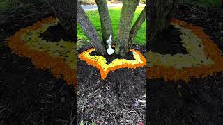 Golden Ginkgo Maple leaf and Marigold Mandala Under the Sausage Tree  San Dieguito Park [upl. by Anisamoht]