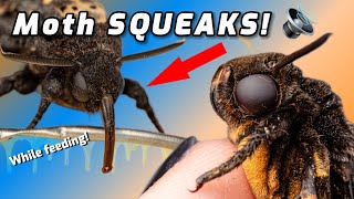 Feeding moth tutorial  She SQUEAKS 🔊 [upl. by Lole]