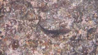 BLENNIES OF THE GALAPAGOS [upl. by Damal325]