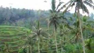 Rice Terraces Ubud Bali [upl. by Laverne]