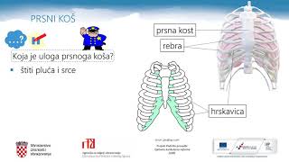 Biologija 7r OŠ  Kretanje čovjeka  građa i uloga kostura [upl. by Nirrep320]