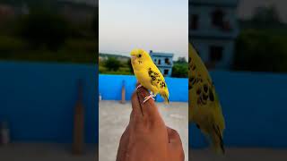 New Buggies birds parrot song bollywood love birds lovebirdsbudgies [upl. by Flosi13]