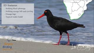 African Oystercatcher [upl. by Haeel]