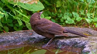 Handsome Cowbird Stops By To Drink [upl. by Atrebor]