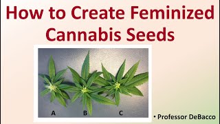 How to Create Feminized Cannabis Seeds [upl. by Ehtyaf599]