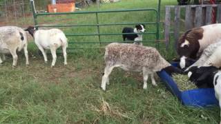 Dorper sheep at Rocking C Farms in Georgia [upl. by Drarreg]