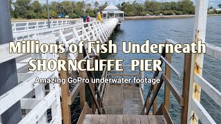 Millions of Fish Underneath Shorncliffe Jetty [upl. by Magdalene]