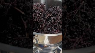 Rise and Shine Elderberry Juice Making Day Super Beneficial for the Immune System [upl. by Ramat]