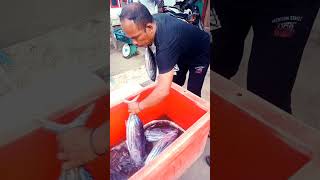 Kutemukan dia ikan tuna ❤️😂 musik tunalautaceh [upl. by Masson]