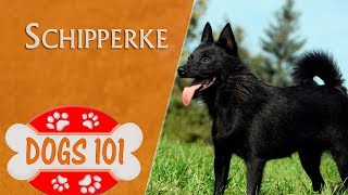 Dogs 101  SCHIPPERKE  Top Dog Facts About the SCHIPPERKE [upl. by Eleumas]