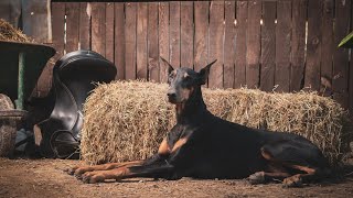 Doberman Pinscher Obedience Training The Key to a Well Behaved Companion [upl. by Malanie]