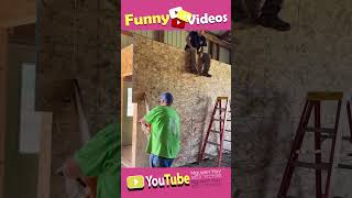 Funny video 6 funny funnyvideo fun funnyshorts funnyvideos funnymoments funnyclips [upl. by Joyann674]