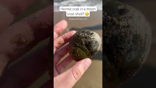 Moon Snail Shell Mystery nature naturelovers beach beachcombing ocean hermitcrabs adorable [upl. by Hen]