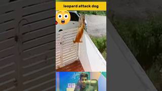 Leopard Attacks on Dog in USA [upl. by Tdnerb]