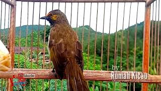 Bikin Burung Rengganis Langsung Gacor Dengan pancingan ini [upl. by Care687]