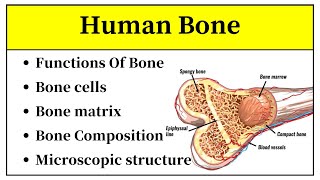 Anatomy Of Bones In Human Body In Hindi  Bone Cells And Tissues  Structure Of Bone In Urdu [upl. by Billen]