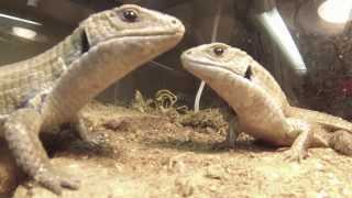 Go Pro Plated Lizard Feeding [upl. by Armil]