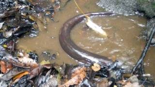 feeding electric eels near Tahuayo Lodge in the Amazon Jungle [upl. by Stevie564]