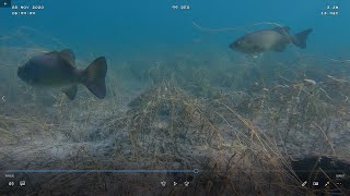 Otsego Lake ROV Dive 11 8 2020 [upl. by Madai]