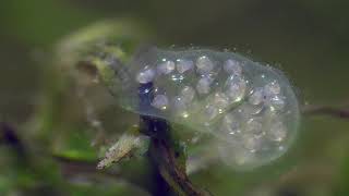 Wasserschnecke Embryos im Ei bewegen sich [upl. by Katushka944]