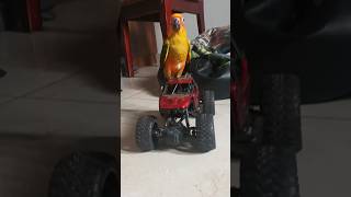 💥chumma oru drive polama😇⁉️sunconuretamebirdslovertamilfunnyshortsfeedytshortsindia [upl. by Hefter410]