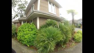 Perfect Chamaerops humilis Palm tree on Salt Spring Island [upl. by Laup734]