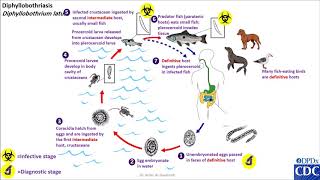 Diphyllobothrium latum life cycle [upl. by Wainwright547]