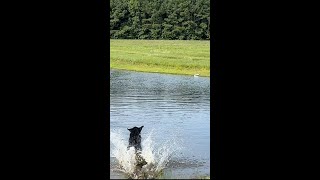 WATER LINING DRILL wWhite Bumpers  Dog Training  Gun Dog  Gun Dog Training  Pitboss Waterfowl [upl. by Annej]