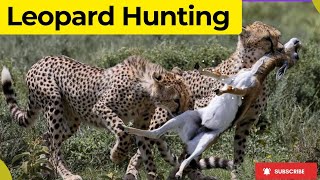 leopard Huntingleopard hunting crocodileleopard hunting deer leopard hunting warthog [upl. by Benioff]