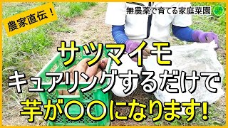 【サツマイモ】収穫後にやるべきことと簡単なキュアリング方法を解説！【有機農家直伝！無農薬で育てる家庭菜園】 241012 [upl. by Ajna]