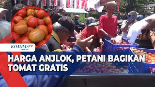 Harga Tomat Merosot Drastis Petani Jember Alami Kerugian Besar [upl. by Obnukotalo163]