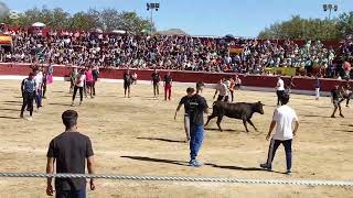 Vaquillas en Guadarrama  30Sep2024 [upl. by Ahser275]