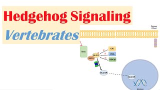 Hedgehog Signaling Pathway in Vertebrates  Purpose and Mechanism [upl. by Leahcym]