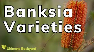 Types of Banksias Popular Varieties You Can Grow at Home [upl. by Abekam860]