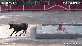 TORO PISCINE DE BARBENTABE AVEC LE CLUB TAURIN BARBENTANAIS DU MARDI 27 AOÛT 24 [upl. by Hutt560]