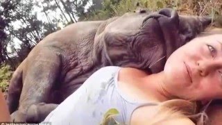 Kabelo The Orphaned Baby Rhino Cuddles Into Australian Vet Nurse In This Heartwarming Clip [upl. by Anelrac]