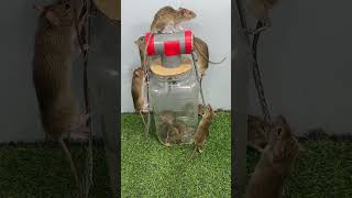 best home mouse trapmouse trap tips [upl. by Anyzratak]