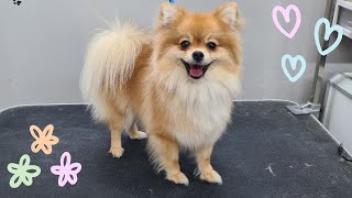 WHAT A LOVELY POMERANIAN  🐶❤️DOG GROOMING TRANSFORMATION [upl. by Eciened]