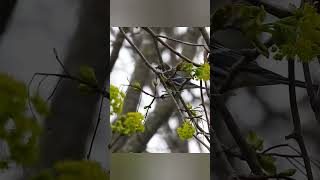 Yellow rumped warbler searching oohchild fivestepstairs [upl. by Venola]