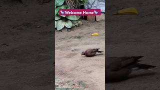 Welcome Home birds birdslover music song nature youtubeshorts mdevworld1362 trending fun [upl. by Nnaed952]