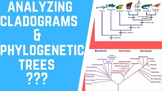 How to Analyze Cladograms amp Phylogenetic Trees [upl. by Nemad]