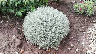 How low can we prune Cotton Lavender [upl. by Risley]