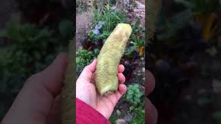 Harvesting my first loofah  Cynaeafu fy loofah cyntaf gardening growyourown wales [upl. by Gladwin401]