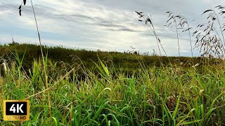 Relaxing Wind Breeze and Bird Calls A Journey to Deep Relaxation  4K UltraHD [upl. by Saval]