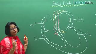 Body fluids and its Circulation  NEET Video Lectures  Dr Akanksha Aggarwal AA Mam [upl. by Randene]