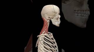 Physiology of Neck Muscles [upl. by Iegres180]