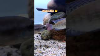 chiclets fish aquarium chicletsfish [upl. by Adigun918]